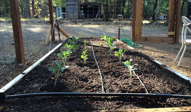 5 Quick Gardening Tips to Save You Money