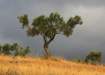 History Of Olive Trees