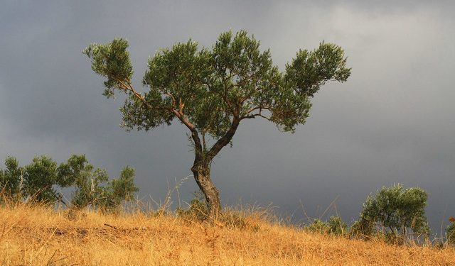 History Of Olive Trees