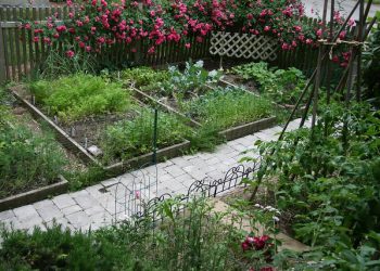Home Gardening Tips To Help You