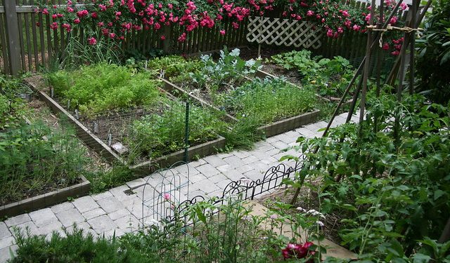 Home Gardening Tips To Help You
