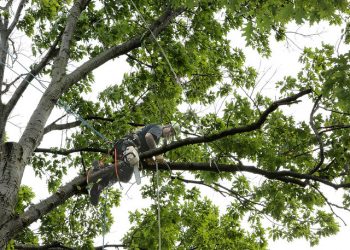 Tree Felling Randburg