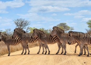 How Many Days Should You Spend In Kruger National Park?