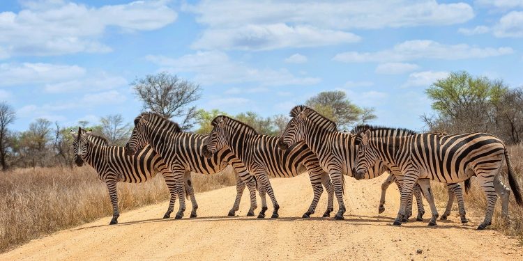 How Many Days Should You Spend In Kruger National Park?