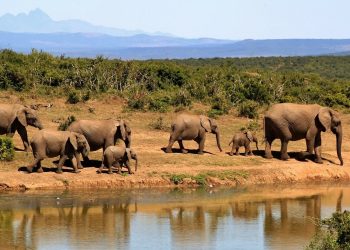 Reasons To Include the Kruger National Park on Your Itinerary for A Low-Cost Safari