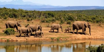 Reasons To Include the Kruger National Park on Your Itinerary for A Low-Cost Safari