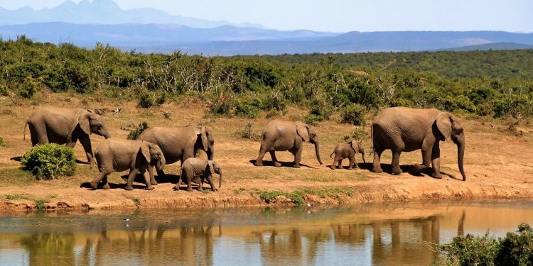 Reasons To Include the Kruger National Park on Your Itinerary for A Low-Cost Safari