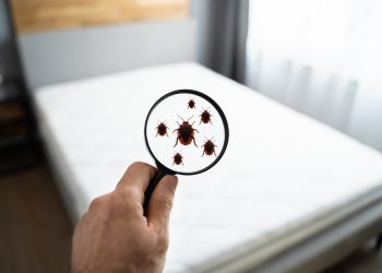 Avoid Summer Bugs With Pest Control Cape Town