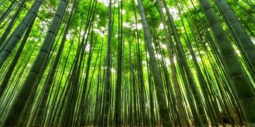 Building a Better Future with Bamboo: Exploring Construction in South Africa
