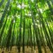 Building a Better Future with Bamboo: Exploring Construction in South Africa