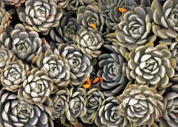 Greenhouse Gardening: An Extension of the Growing Season