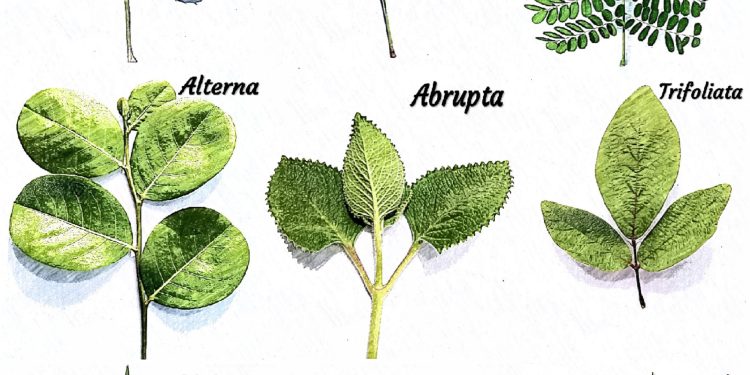 Exploring the Magical World of Plants: Myths and Legends