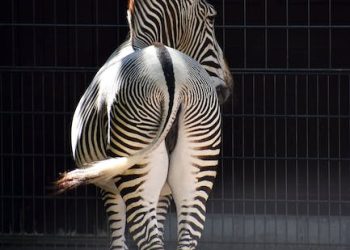 Unleashing the Beauty of South African Landscapes: Exploring the Best Ornamental Trees for Your Garden