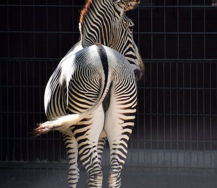 Unleashing the Beauty of South African Landscapes: Exploring the Best Ornamental Trees for Your Garden