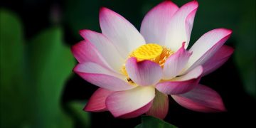 Delving into the Depths: The Fascinating World of Aquatic Gardening with Water Plants