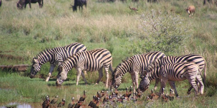 Making Water Conservation Simple: Plumbing Solutions for SA Homes