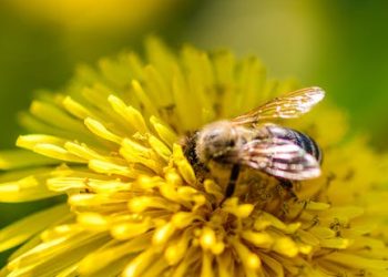 Nature’s Winged Helpers: A Guide to Attracting Pollinators to Your Garden