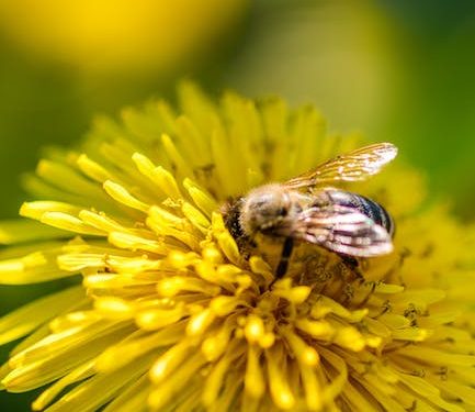 Nature’s Winged Helpers: A Guide to Attracting Pollinators to Your Garden