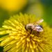 Nature’s Winged Helpers: A Guide to Attracting Pollinators to Your Garden