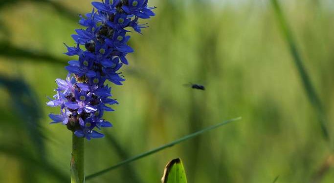 Landscaping with Native Plants: A Guide to Choosing the Best Species for Your Garden