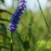 Landscaping with Native Plants: A Guide to Choosing the Best Species for Your Garden