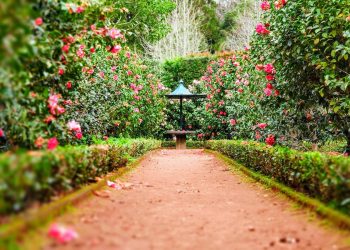 Unlocking the Secrets of Garden Greenery: A Guide to Selecting the Perfect Plants for Your Outdoor Oasis