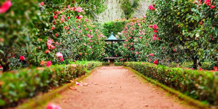 Unlocking the Secrets of Garden Greenery: A Guide to Selecting the Perfect Plants for Your Outdoor Oasis