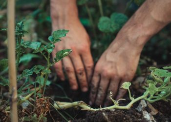 Digging into Nature: Uncovering the Therapeutic Benefits of Gardening