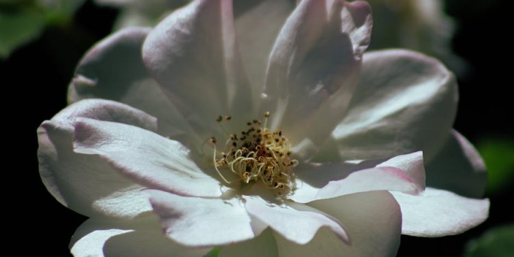 Unleashing the Secret to Stunning Garden Photography: Expert Tips for Capturing Nature’s Beauty