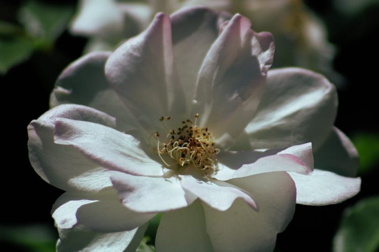 Unleashing the Secret to Stunning Garden Photography: Expert Tips for Capturing Nature’s Beauty