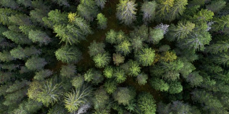 Unleash Your Inner Artist: The Beauty and Benefits of Growing Dye Plants for Natural Color